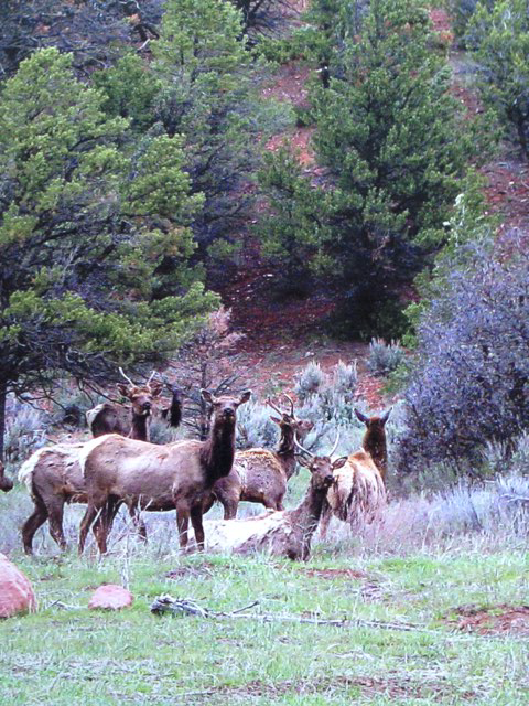 April Elk April Elk