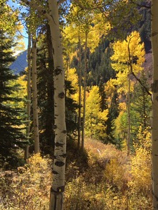 Aspens Aspens