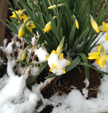 Snow Daffodils Snow Daffodils