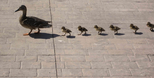 Mama_With_Ducklings Mama_With_Ducklings