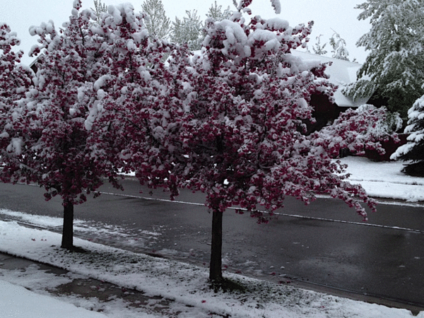 Snowy-Blossoms Snowy-Blossoms