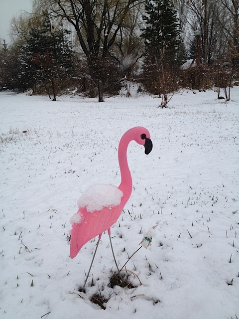Snow Flamingo Snow Flamingo