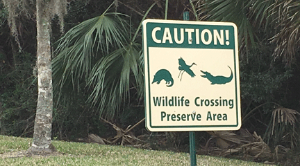 Alligators Alligators